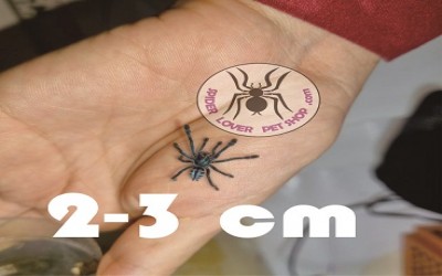 Avicularia laeta 2-3 cm unsex tarantula